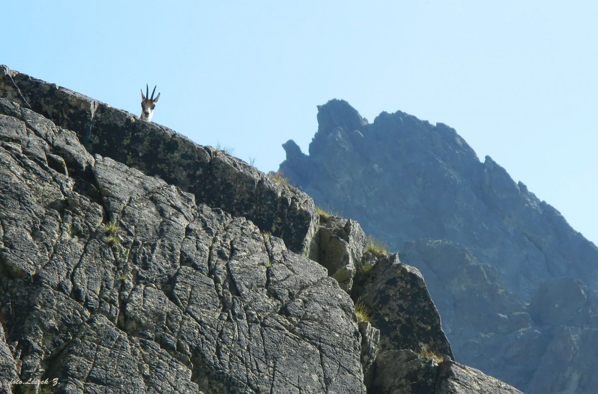 Zdjęcia: Dolina Wielicka., Wysokie Tatry., Łajzo, ja Cię obserwuję., SłOWACJA Zdjęcia: Dolina Wielicka., Wysokie Tatry., Łajzo, ja Cię obserwuję., SłOWACJA