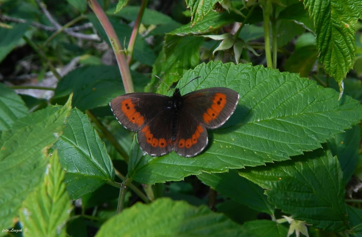 Zdjęcia: Słowacki Raj., Wysokie Tatry., Górówka Boruta., SłOWACJA Zdjęcia: Słowacki Raj., Wysokie Tatry., Górówka Boruta., SłOWACJA
