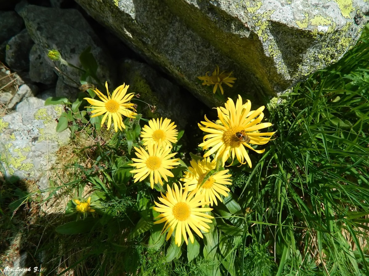 Zdjęcia: Szlak na Rysy, Wysokie Tatry., Omieg Kozłowiec., SłOWACJA Zdjęcia: Szlak na Rysy, Wysokie Tatry., Omieg Kozłowiec., SłOWACJA
