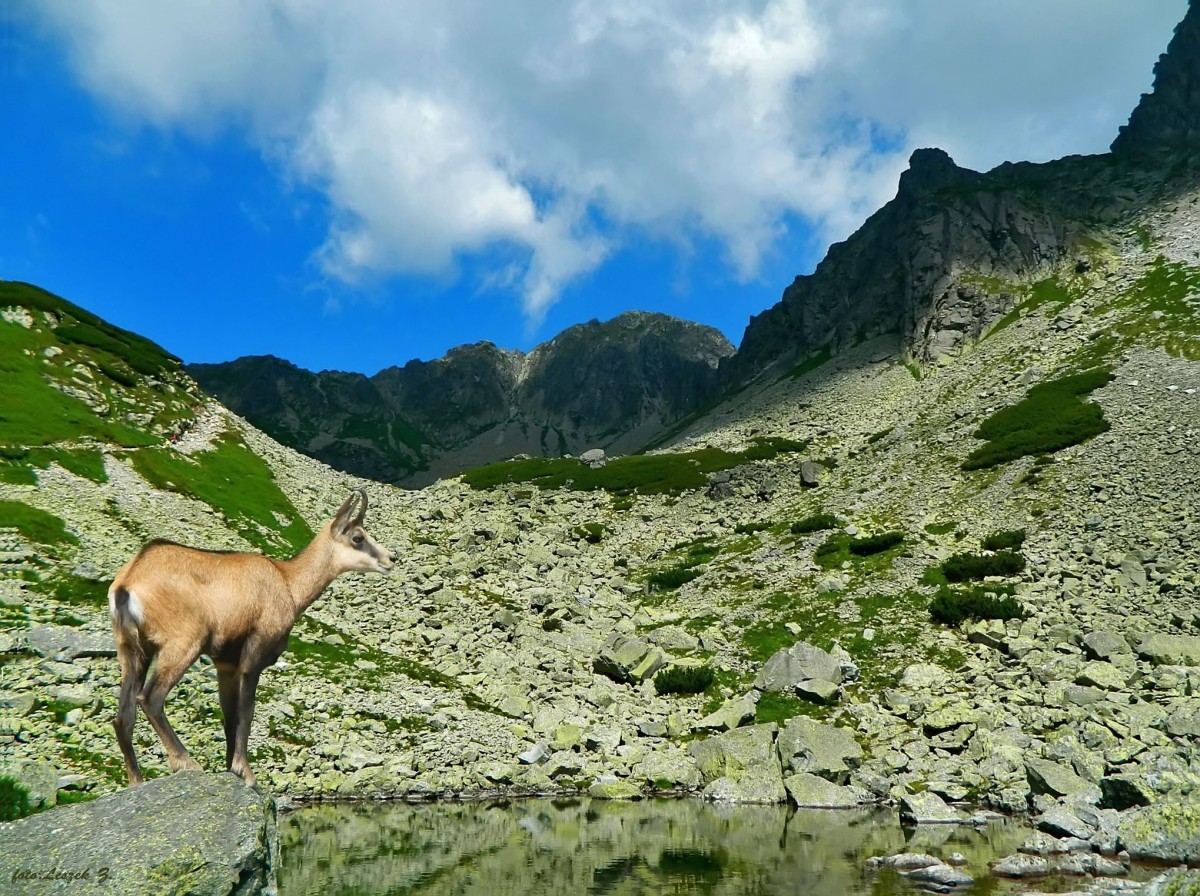 Zdjęcia: Dolina Jagnięca., Wysokie Tatry., Kozica na tle Jagnięcego Szczytu., SłOWACJA Zdjęcia: Dolina Jagnięca., Wysokie Tatry., Kozica na tle Jagnięcego Szczytu., SłOWACJA