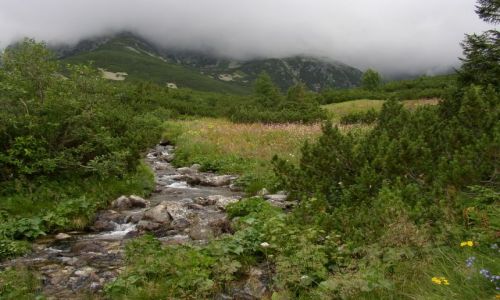 Zdjecie SOWACJA / - / Pomidzy Tatrami Wysokimi i Bielskimi / Ponad lasem