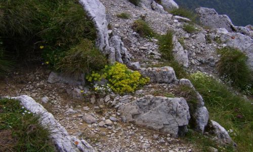 Zdjcie SOWACJA / Tatry Bielskie / Okolice Szalonego Przechodu / Wapienie i roliny