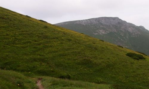 Zdjcie SOWACJA / Tatry Bielskie / Okolice Szalonego Przechodu / Ukwiecone zbocza