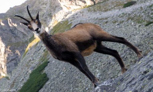 Zdjecie SOWACJA / Tatry Wysokie / Czerwony Staw Kiezmarski / modelka