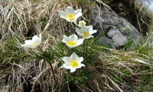 Zdjecie SOWACJA / Liptowski Mikulas / Tatry Niskie / Zawilec narcyzowaty 