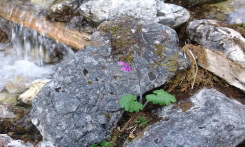Zdjcie SOWACJA / Liptowski Mikulas / Tatry Niskie / Zarzyczka grska
