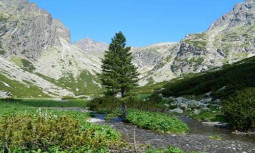 Zdjecie SOWACJA / sowacja / Tatry / Wysokie Tatry 