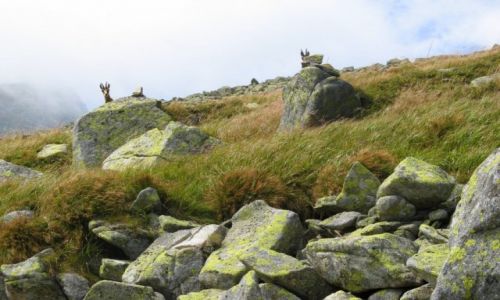 Zdjęcie SłOWACJA / Niskie Tatry / Z Chopoka na Dumbier / Zaciekawienie