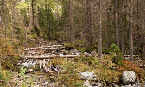 Zdjecie SOWACJA / Sowackie Tatry  Wysokie. / Dolina:Starolena. / Ku wodospadom.