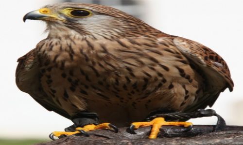 Zdjecie SOWACJA / Poprad / Zamek w Starej Lubowni / Pustuka (Falco tinnunculus)