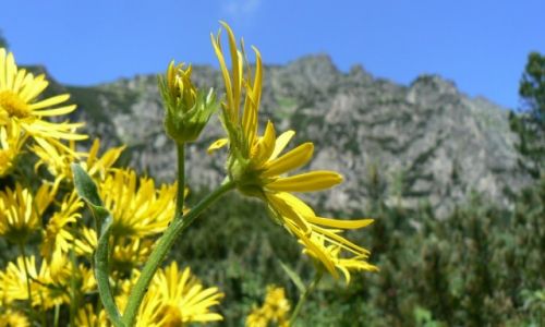 Zdjcie SOWACJA / Tatry / Strbskie Pleso / kwiaty w Tatrach