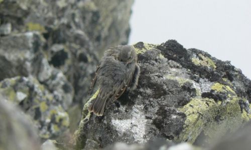 Zdjecie SOWACJA / Tatry / Krywa / ptaszek na wysokociach