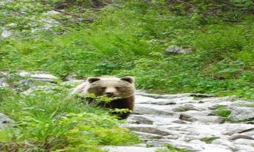Zdjecie SOWACJA / tatry / w drodze na rysy / Bliskie spotkanie z Misiem :)