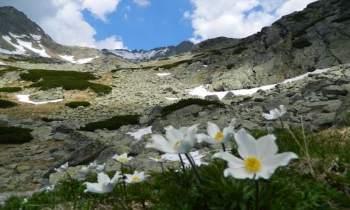 Zdjecie SOWACJA / tatry / w drodze na rysy, pod abim stawem / gdzie na szlaku na rysy