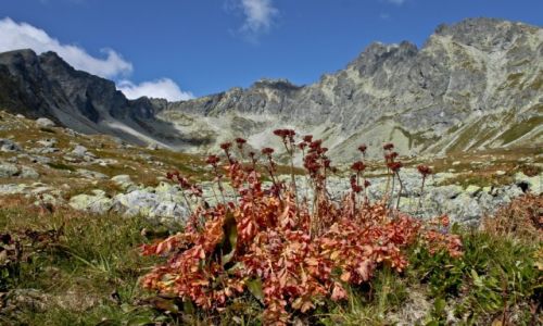 Zdjęcie SłOWACJA / - / Wielki Staw Hińczowy / Tatry Słowackie