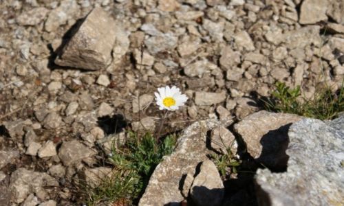 Zdjecie S�OWACJA / S�owackie Tarty / �omnica / Pi�kno mimo przeciwno�ci