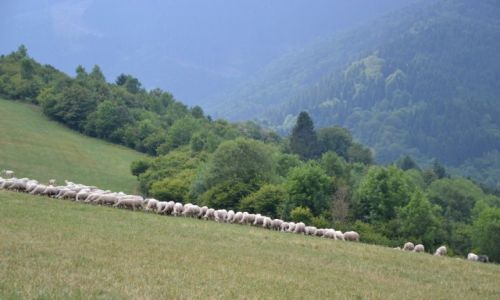 Zdjęcie SłOWACJA / - / Okolice Vlkolinca / Na hali