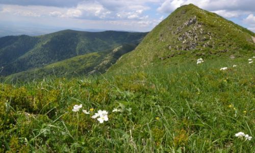 Zdjecie SOWACJA / - / Maa Fatra / Hala pod Piekielnikiem