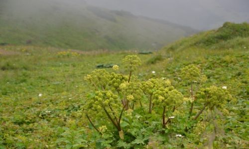 Zdjcie SOWACJA / Tatry Wysokie - Tatry Bielskie / Dolina Przednich Koperszadw / Arcydzigiel litwor