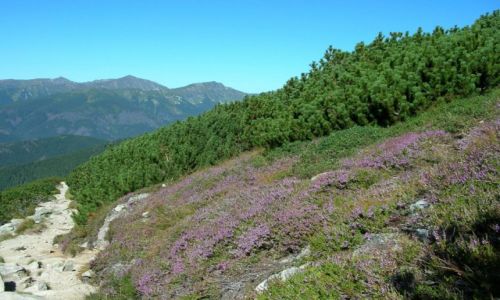 Zdjęcie SłOWACJA / Tatry Wysokie / Vysna Prehyba / Wrzosy na Vysnej Prehybie