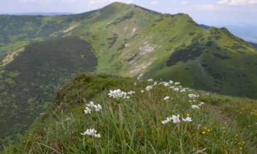 Zdjecie SOWACJA / Maa Fatra / Pekielnik 1609 / Wiosna na Piekielniku