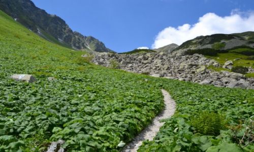 Zdjecie SOWACJA / Tatry Zachodnie / Smutna Dolina / W Smutnej 