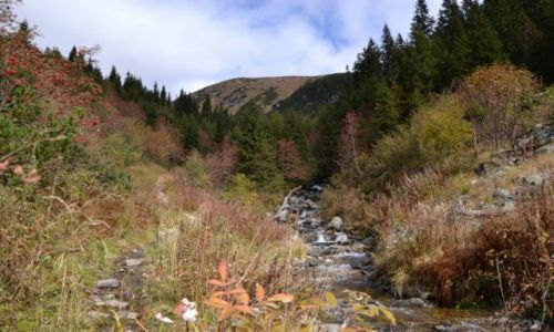 Zdjcie SOWACJA / Tatry Zachodnie / Dolina Bystra / Bystra Dolina III