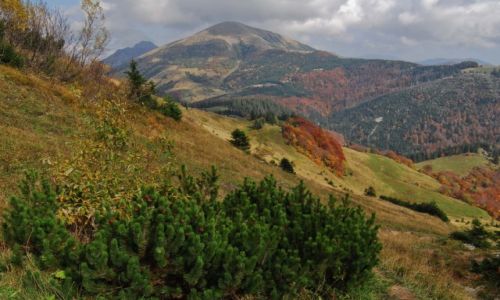 Zdjecie SOWACJA / Maa Fatra / szlak pod Chlebem / Czas zotych lici