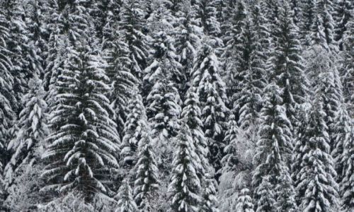 Zdjęcie SłOWACJA / Mała Fatra / Terchova / Choinki na Vratnej