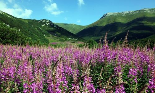 Zdjcie SOWACJA / Tatry Bielskie / Rakuska Polana / Kolorowe any