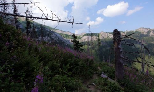 Zdjecie SOWACJA / Tatry Bielskie / Skalne Wrota / Martwy las?