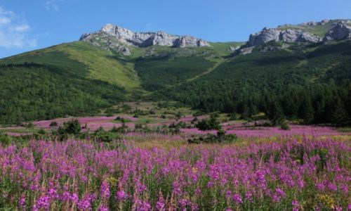 Zdjecie SOWACJA / Tatry Bielskie / Skalne Wrota / Ogrody Tatr