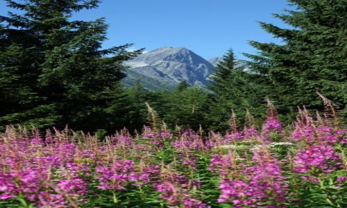 Zdjcie SOWACJA / Tatry Bielskie / Rakuska Polana / Trzy plany, jeden cel