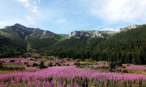 Zdjcie SOWACJA / Tatry Bielskie / Rakuska Polana / Wielobarwne ki