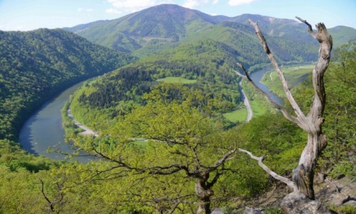 Zdjecie SOWACJA / Karpaty Zachodnie / Maa Fatra / Meandrujc