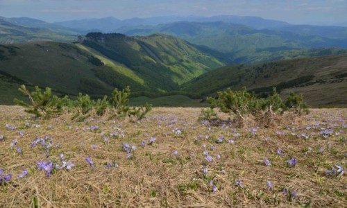 Zdjcie SOWACJA / Karpaty Zachodnie / Wielka Fatra / Majowe krokusy