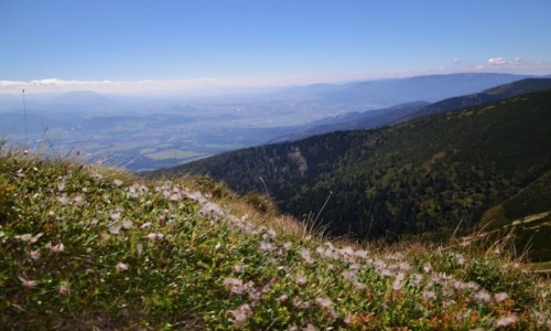 Zdjcie SOWACJA / Maa Fatra / Chleb / Na grani