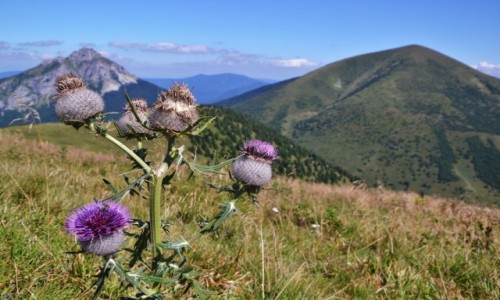 Zdjcie SOWACJA / Maa Fatra / Hromove / Maofatrzaska flora II