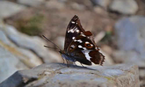 Zdjecie SOWACJA / Maa Fatra / Poudniowy Gro / Maofatrzaska fauna I