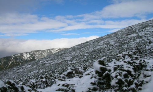 Zdj�cie S�OWACJA / Tatry Wysokie / Krivanska Kopa 1773 / W drodze na Kriva� II