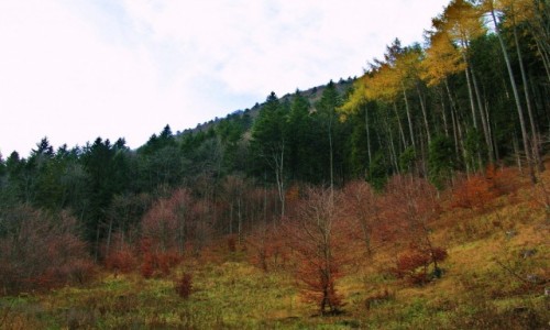Zdjęcie SłOWACJA / Mała Fatra / Stara Dolina / W Starej Dolinie