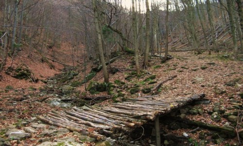 Zdj�cie S�OWACJA / Ma�a Fatra / Stara Dolina - Opuky / W Starej Dolinie II