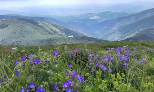 Zdjecie SOWACJA / tatry niskie / na szlaku... / kolorowe niskie tatry...
