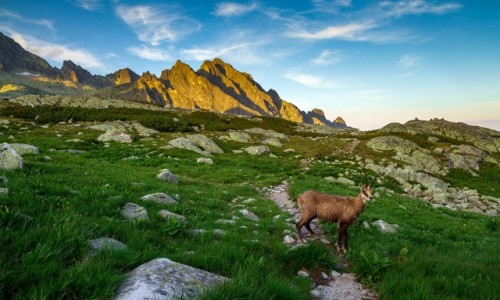 Zdjecie SOWACJA / Tatry / Velka Studena Dolina / You shall not pass 