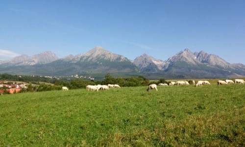 Zdjecie SOWACJA / Stary Smokowiec. / Nowa Lena. / Wysokie Tatry z Nowej Lenej.