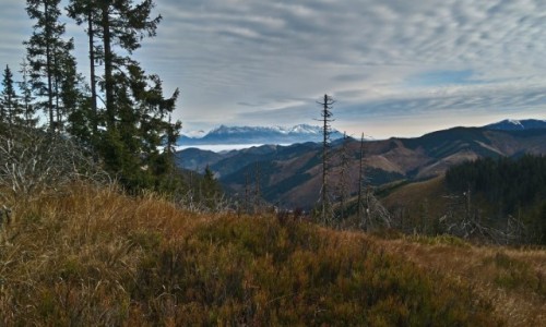 Zdjęcie SłOWACJA / tatry niskie / gdzieś na szlaku / widok z niskich na wysokie TATRY