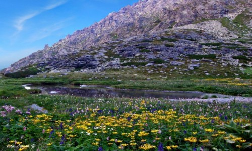 Zdjecie SOWACJA / Maa Wysoka 2428 m. / Ogrody Wahlenberga. / Wielicki Ogrd i Kwietnicowa Maka.