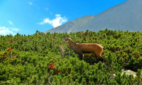Zdjęcie SłOWACJA / Jagnięca Dolina. / Cervene pleso. / Kozica - żywy symbol Tatr.