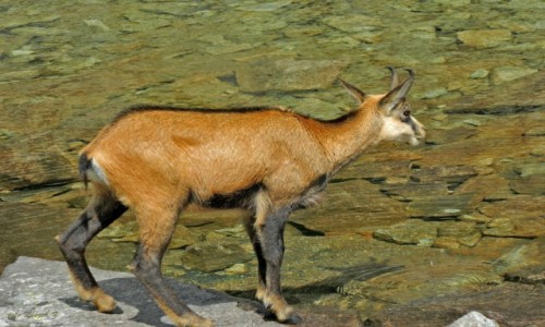 Zdjęcie SłOWACJA / Jagnięca Dolina. / Czerwony Staw / Kozica - żywy symbol Tatr.
