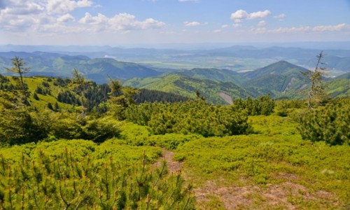 Zdjecie SOWACJA / Maa Fatra / Martinskie Hole / Zanurzony w zieleni